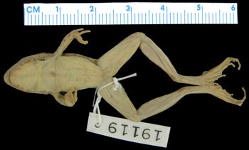 Media type: image; Herpetology A-19119